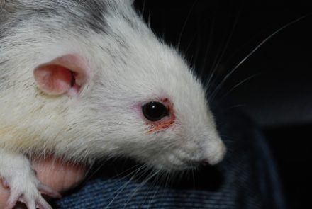Diseases of ornamental rats, symptoms and treatment at home