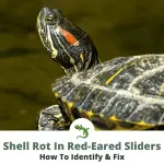 Diseases of red-eared turtles: symptoms, treatment, prevention