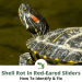 How to understand that the turtle is dead, signs and causes of death of red-eared and land turtles