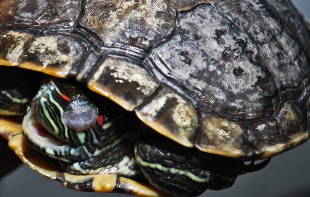 Diseases of red-eared turtles: symptoms, treatment, prevention