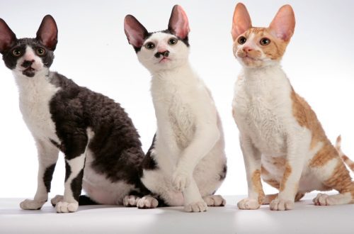 Diseases of the Cornish Rex, what to feed and how to avoid overeating