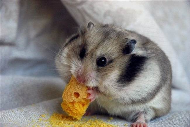 Diseases of the Djungarian hamsters: what the Djungarians suffer from (symptoms and treatment)