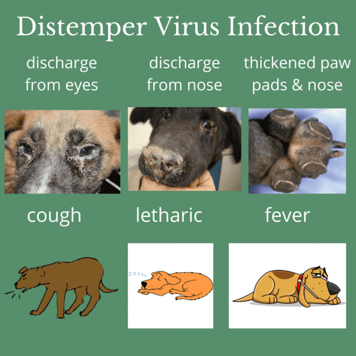 Distemper in dogs: symptoms and treatment