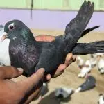 Distinctive features of Afghan pigeons