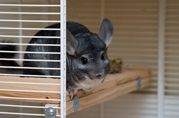 DIY chinchilla cage - step by step instructions with drawings and photos