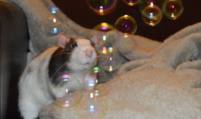 DIY toys and entertainment for rats - photo ideas