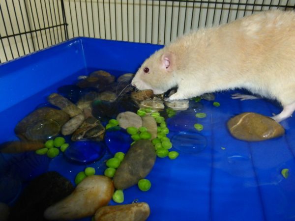 DIY toys and entertainment for rats - photo ideas
