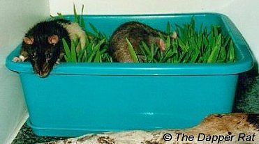 DIY toys and entertainment for rats &#8211; photo ideas