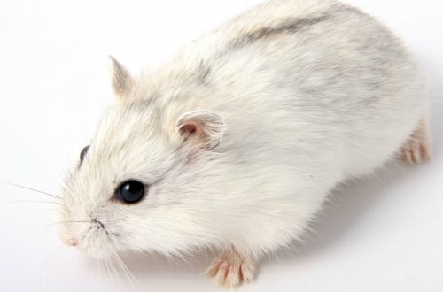Djungarian hamster: care and maintenance of a djungarian at home (description with photo)
