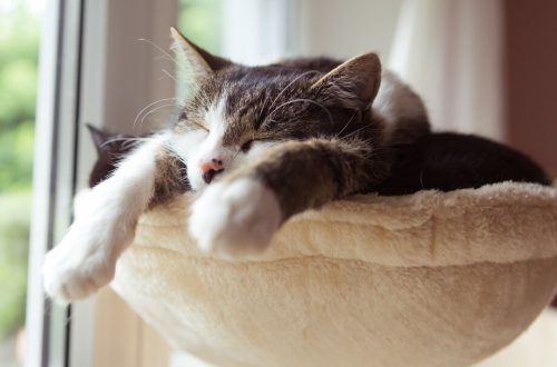 Haaveilevatko kissat ja miksi kissat miauvat unissaan?