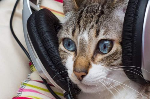 Do cats love music?