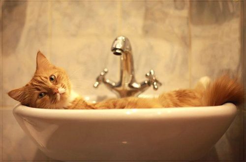 Kas kasse tuleb vannitada?