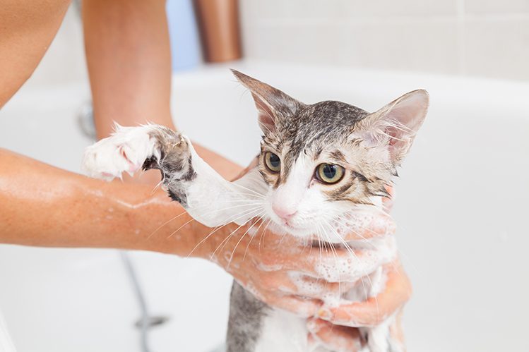 Do cats need to be bathed?