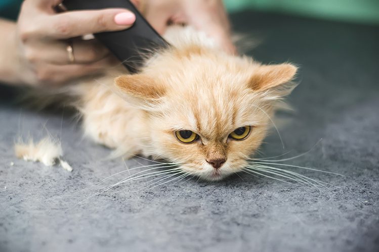 Do cats need to be sheared?