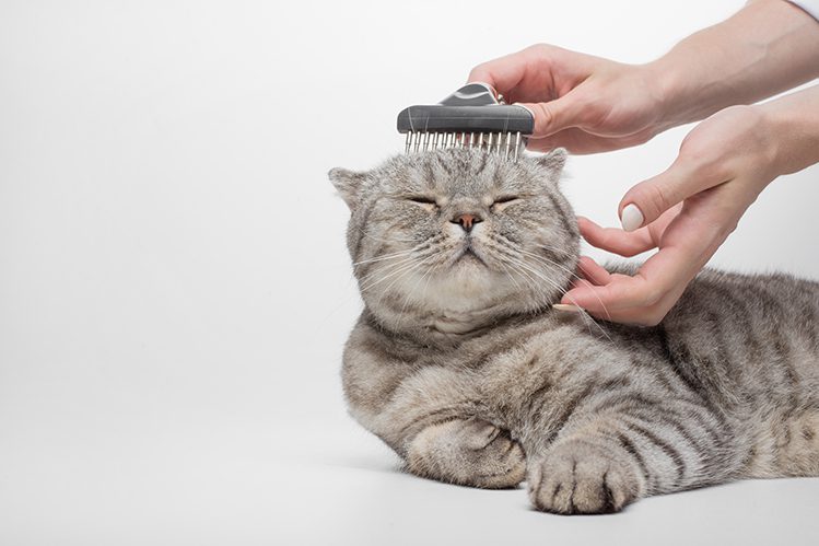Do cats need to be sheared?