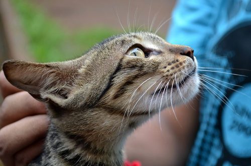 Do cats need to be vaccinated?