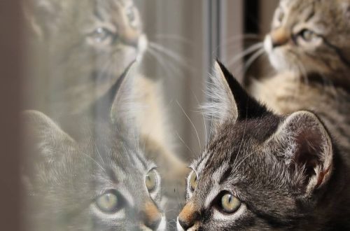 Do cats recognize themselves in the mirror?