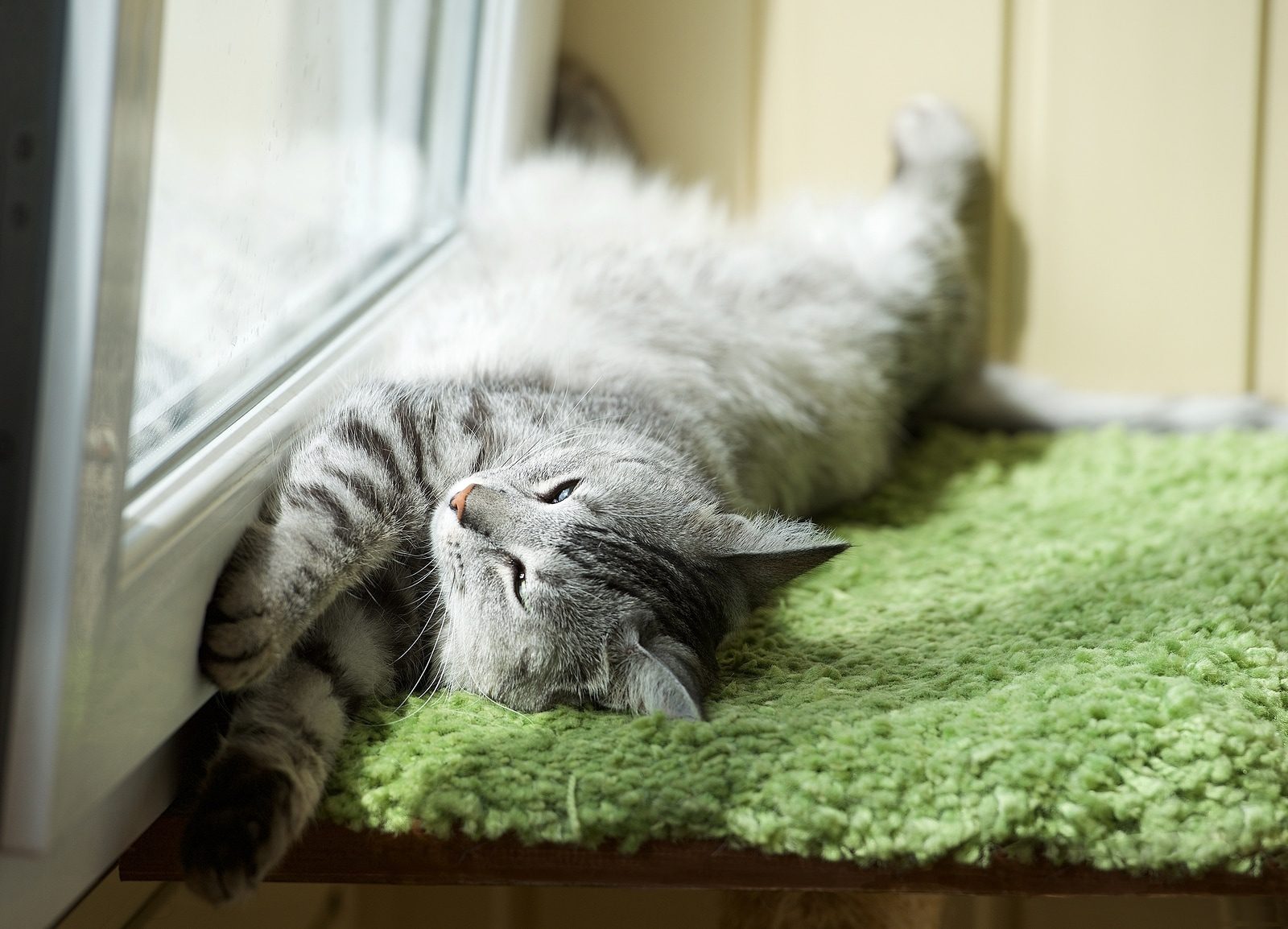 Do cats sweat or pant in hot weather?
