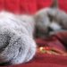 The five senses of a cat and how they work