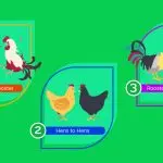 Do chickens rush without a rooster: the structure of the chicken body and the role of the male in the chicken coop