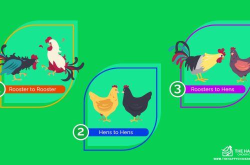 Kas kanad tormavad ilma kuketa: kana keha ehitus ja isase roll kanakuudis