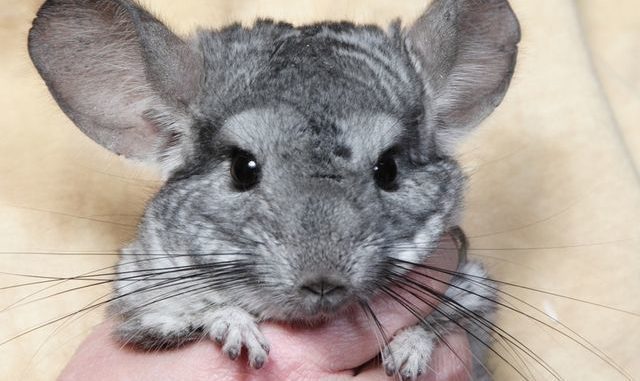 Do chinchillas bite at home or not?