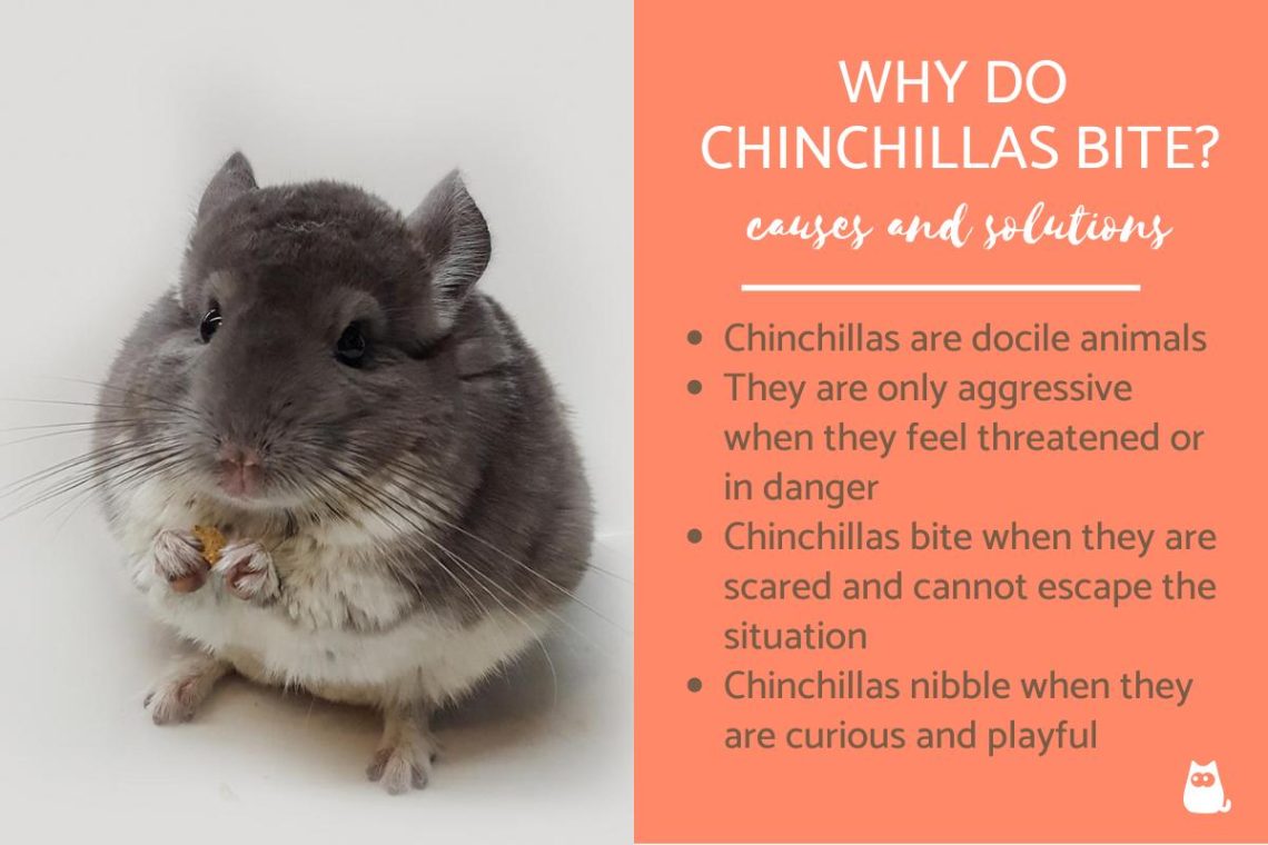 Do chinchillas bite at home or not?