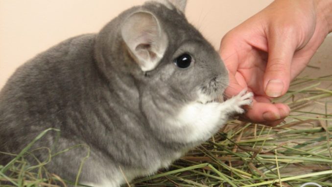 Do chinchillas bite at home or not?