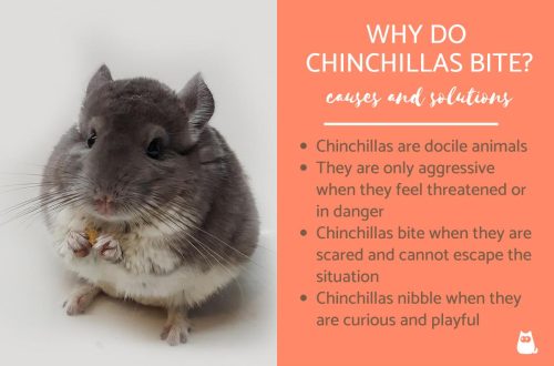 Do chinchillas bite at home or not?