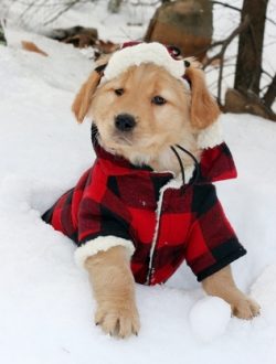 Do dogs need clothes in winter?