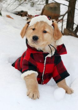 Do dogs need clothes in winter?