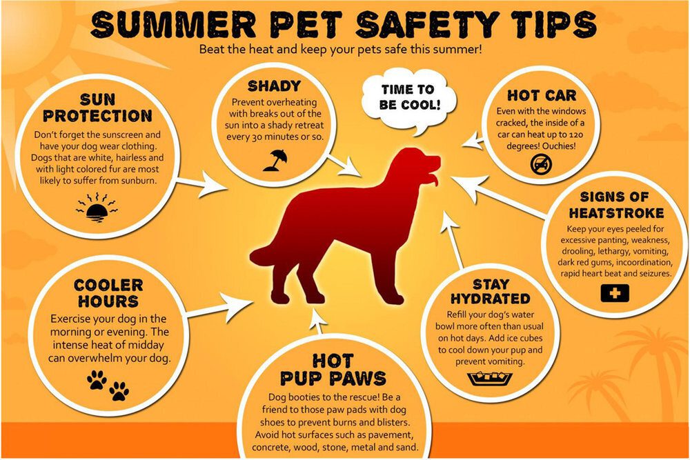 Do dogs need safety shoes in hot weather?