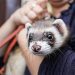 How to name a ferret?
