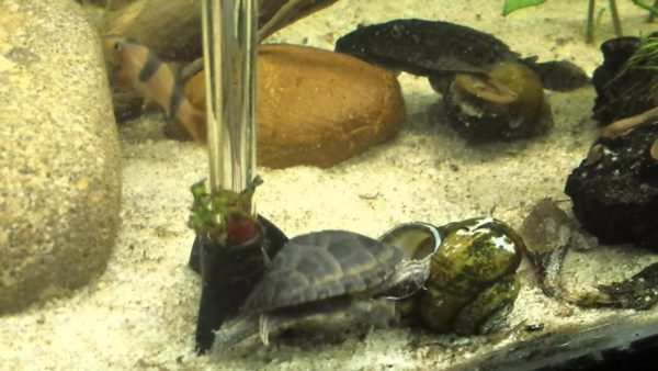 Do fish and turtles get along in the same aquarium, with whom can turtles be kept?
