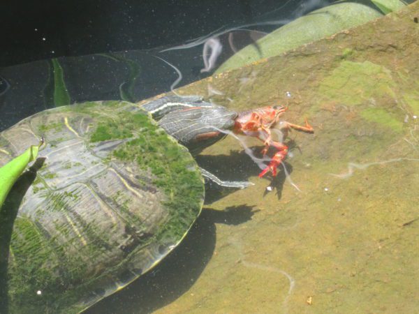 Do fish and turtles get along in the same aquarium, with whom can turtles be kept?