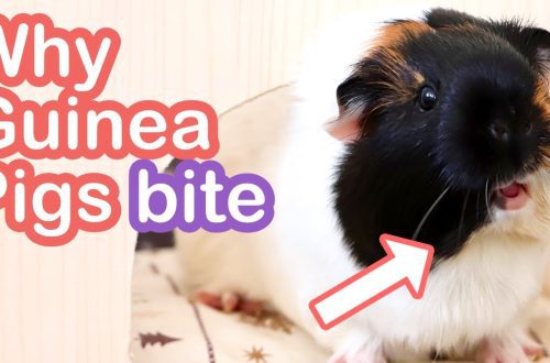 Do guinea pigs bite or not? What to do in case of a bite to blood and how to wean a rodent from biting