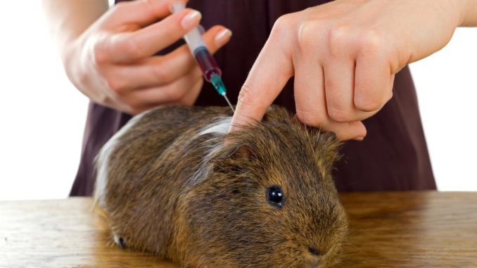 Do guinea pigs need vaccinations and how often should they be given?