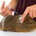 What does a guinea pig look like: photo, information, description of appearance
