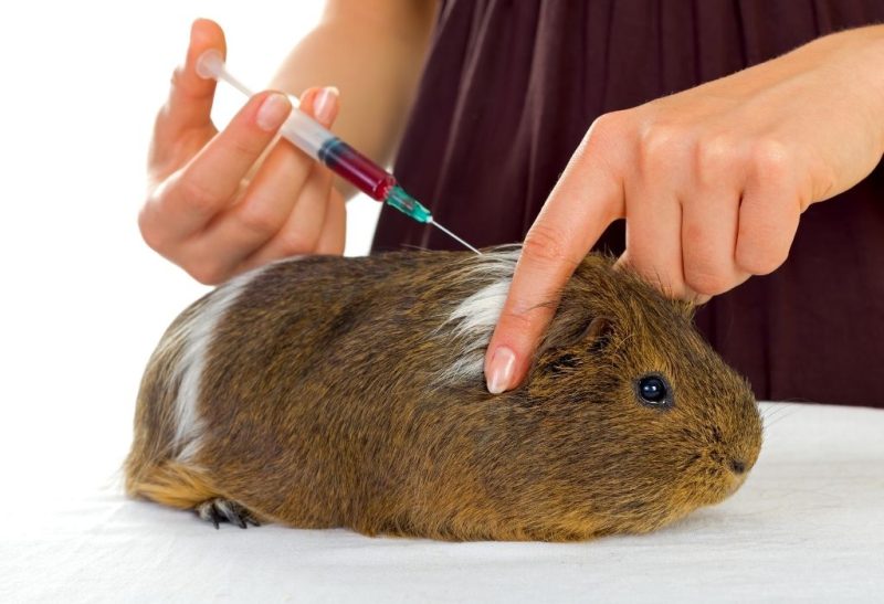 Do guinea pigs need vaccinations and how often should they be given?