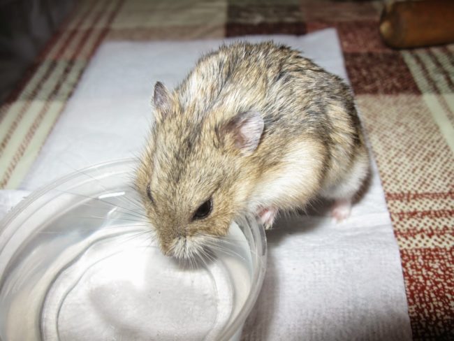 Do hamsters drink water, do they need to drink raw or boiled water at home