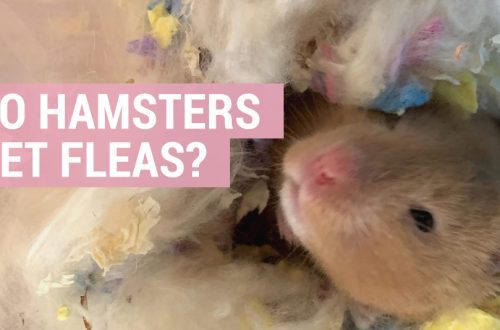 Do hamsters have fleas: how to determine and how to withdraw