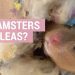 How much does a hamster weigh, sizes of Syrian, Dzungarian and other breeds