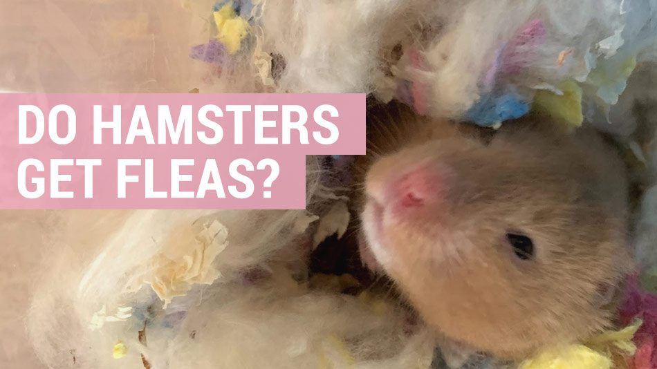 Do hamsters have fleas: how to determine and how to withdraw
