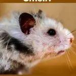 Do hamsters stink, smells of Dzungarian and Syrian hamsters