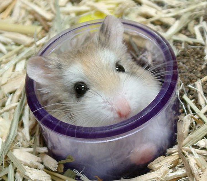 Do hamsters stink, smells of Dzungarian and Syrian hamsters