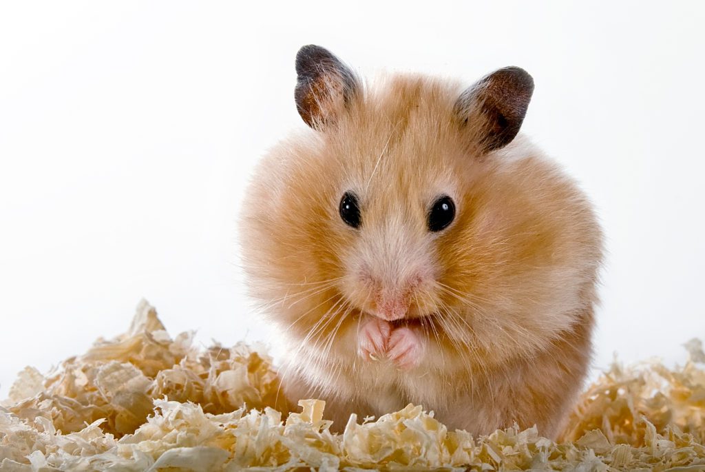 Do hamsters stink, smells of Dzungarian and Syrian hamsters