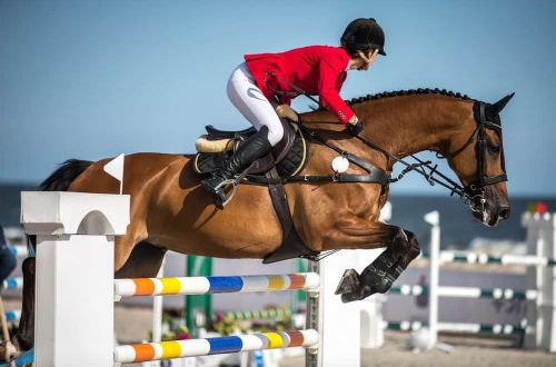 Do horses like to jump over obstacles?