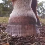 Do horses need sulfur?