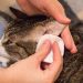 How to care for a blind cat