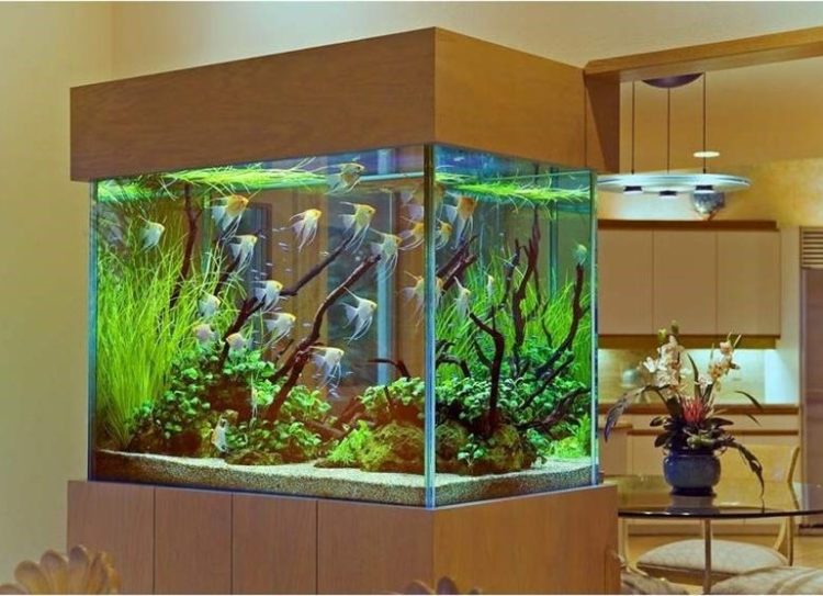 Do-it-yourself aquarium made of glass and plexiglass: how to make it at home for turtles (including red-eared), fish and fry